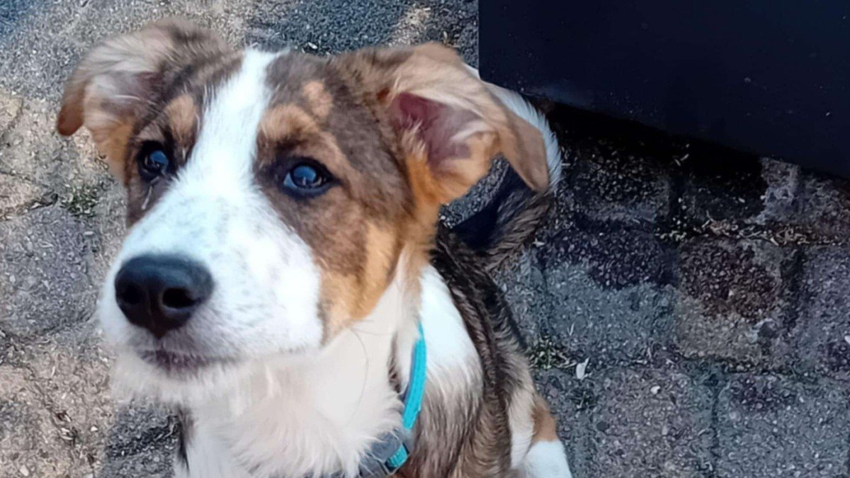 Milo