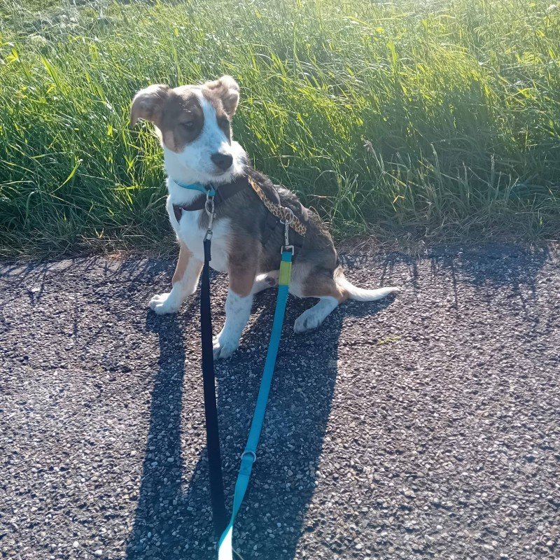 Milo