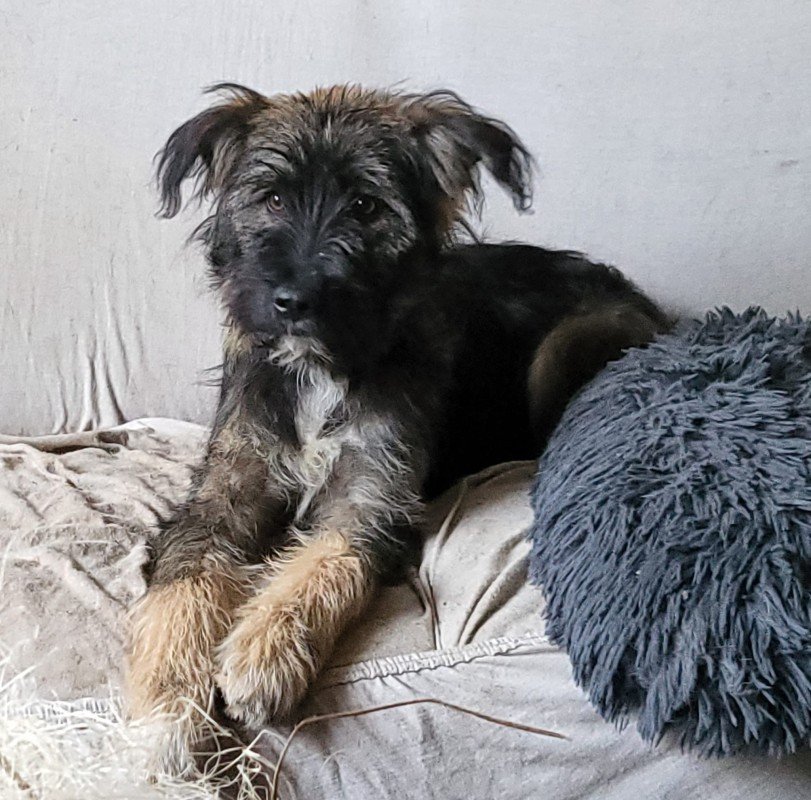 Bailey