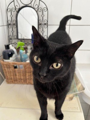 Bolita