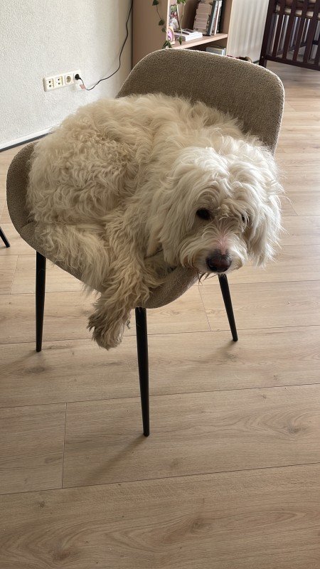 Mosie