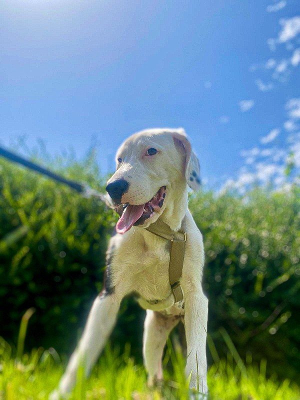 Mo