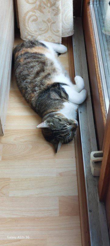 Mau