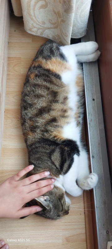 Mau
