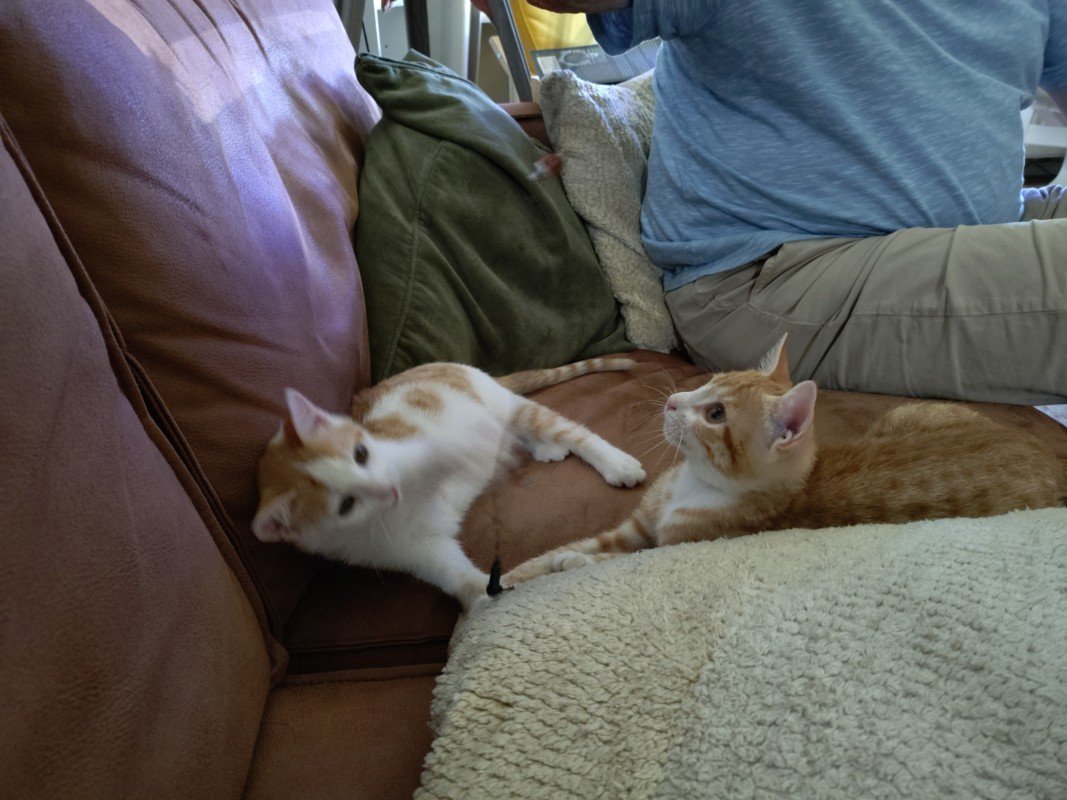 Simba