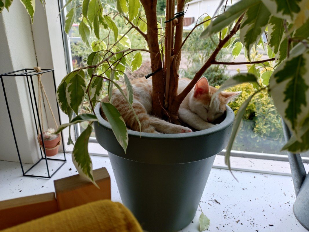 Simba