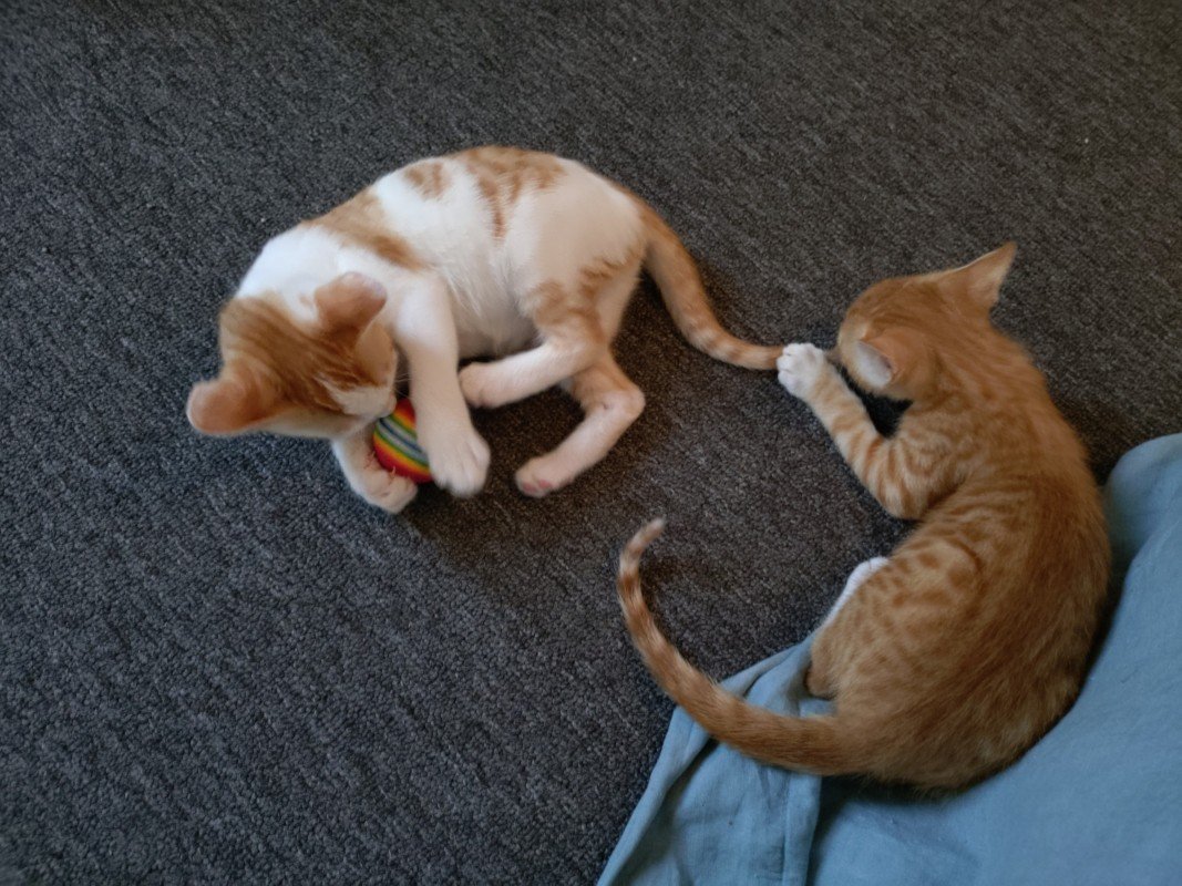 Simba