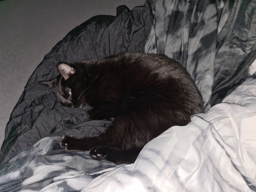 Kitty