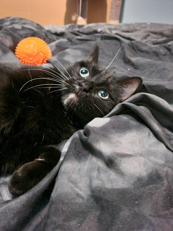 Kitty