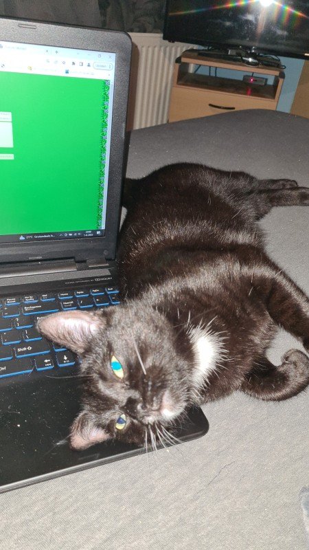 Kitty