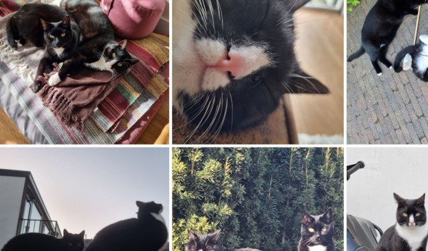 Mees