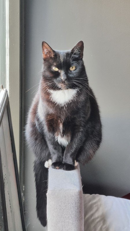 Molly
