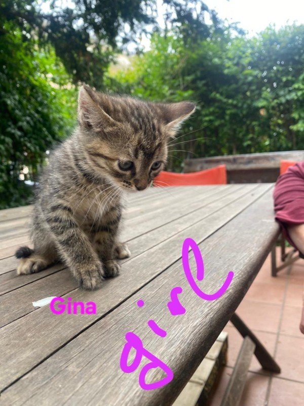 Gina