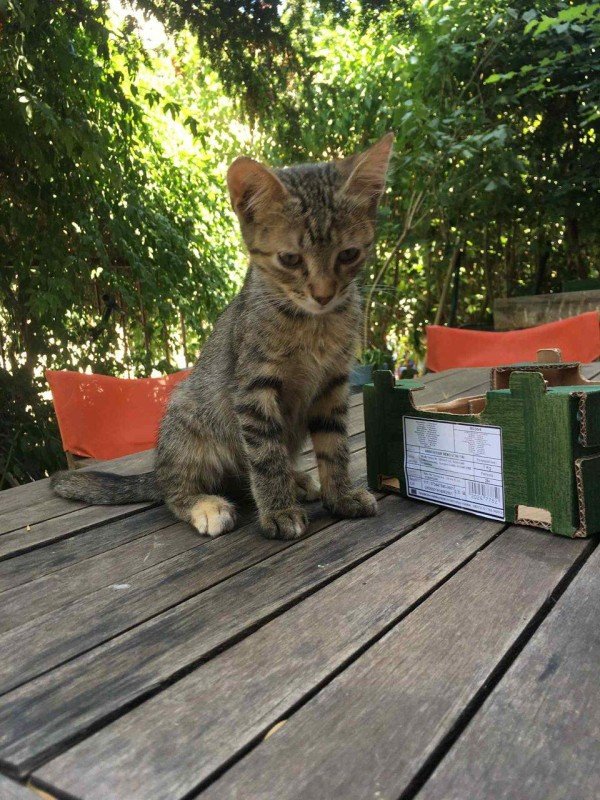 Gina