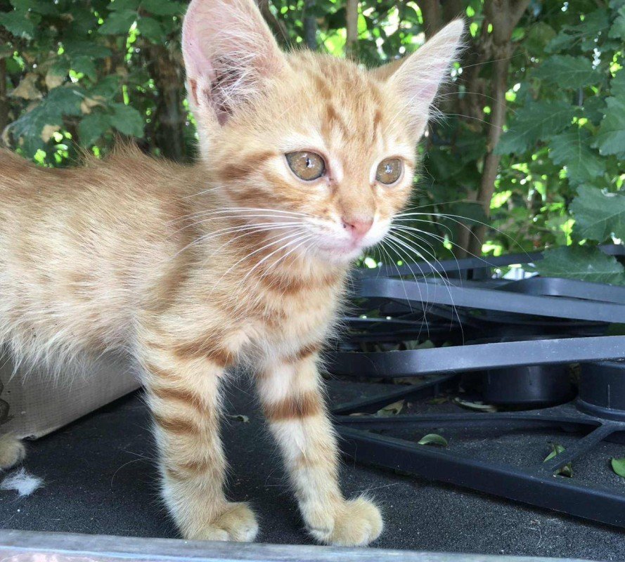 Pumpkin