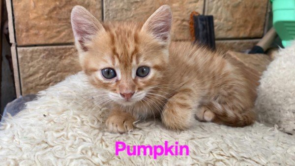 Pumpkin