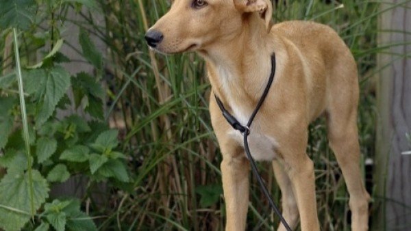Oscar