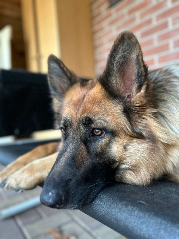 Sonja