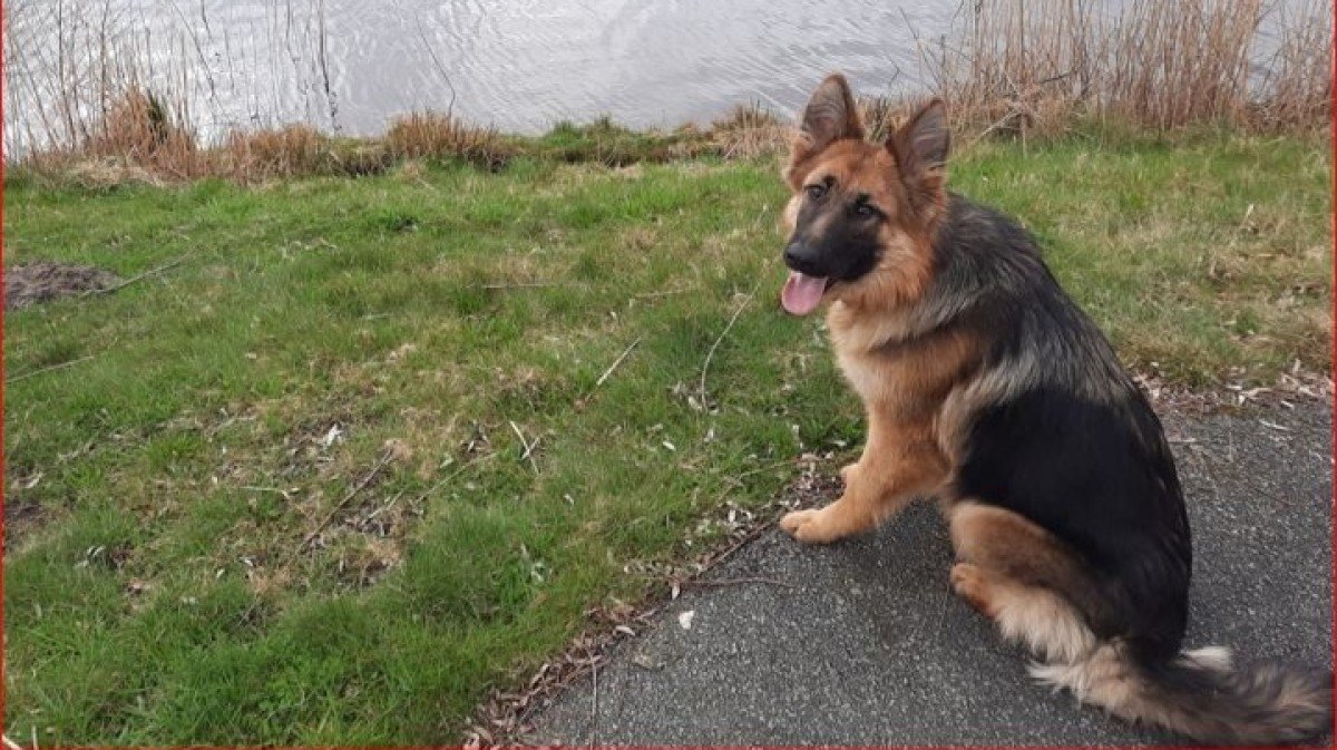 Sonja