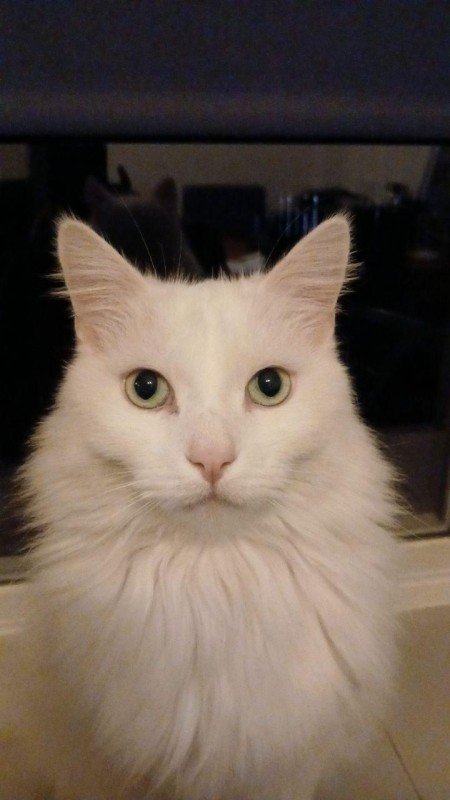 Bo