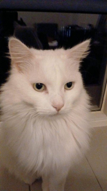 Bo