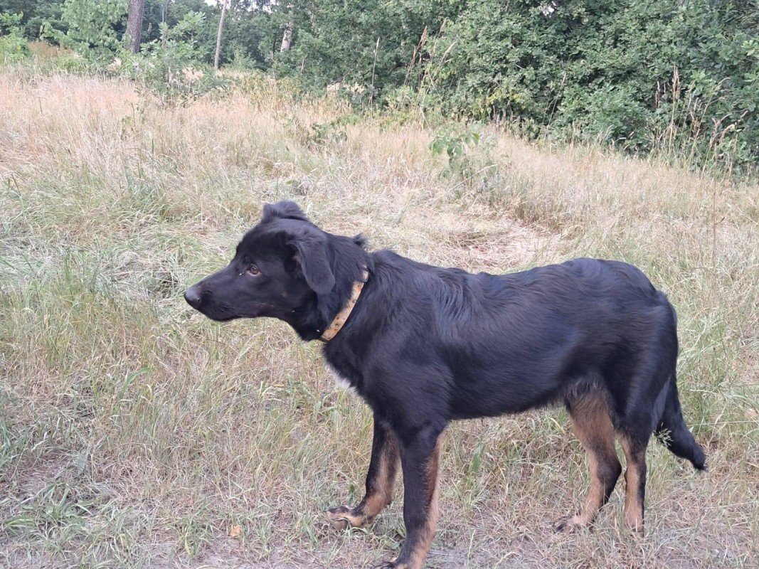 Scout