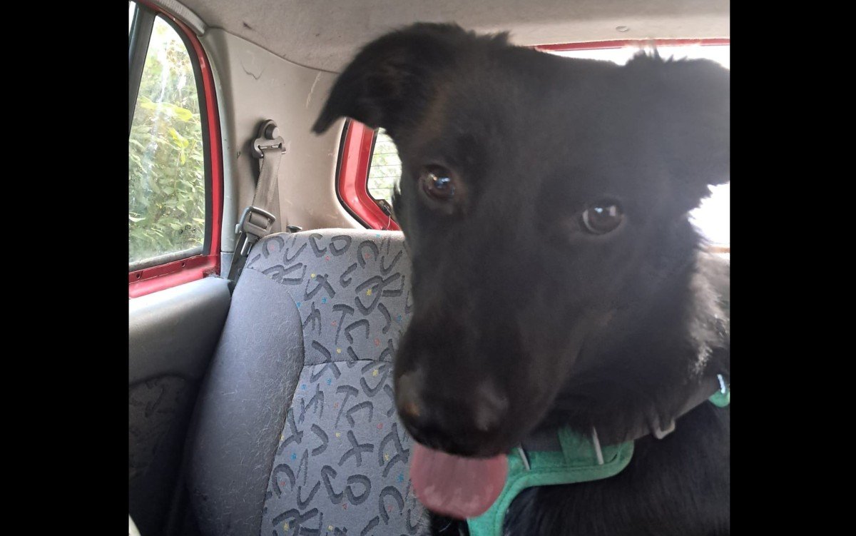 Scout