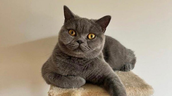 Mia