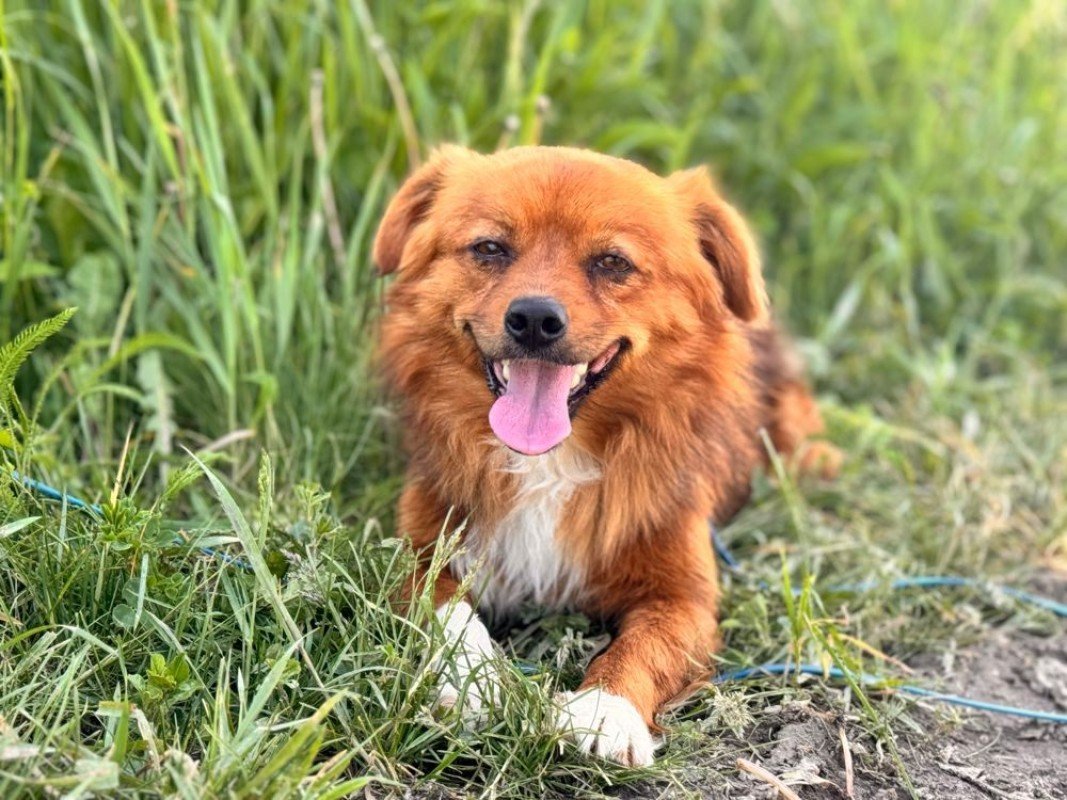 Oscar