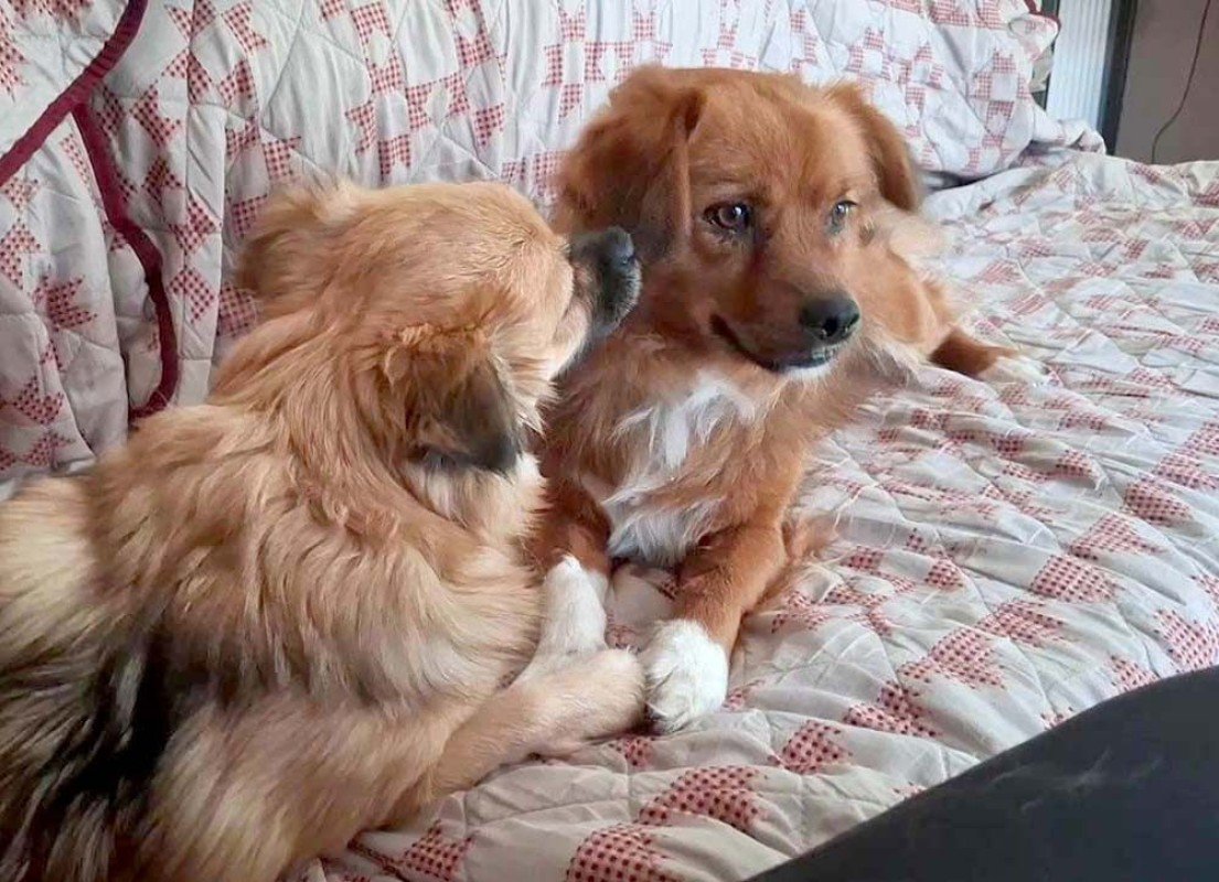 Oscar