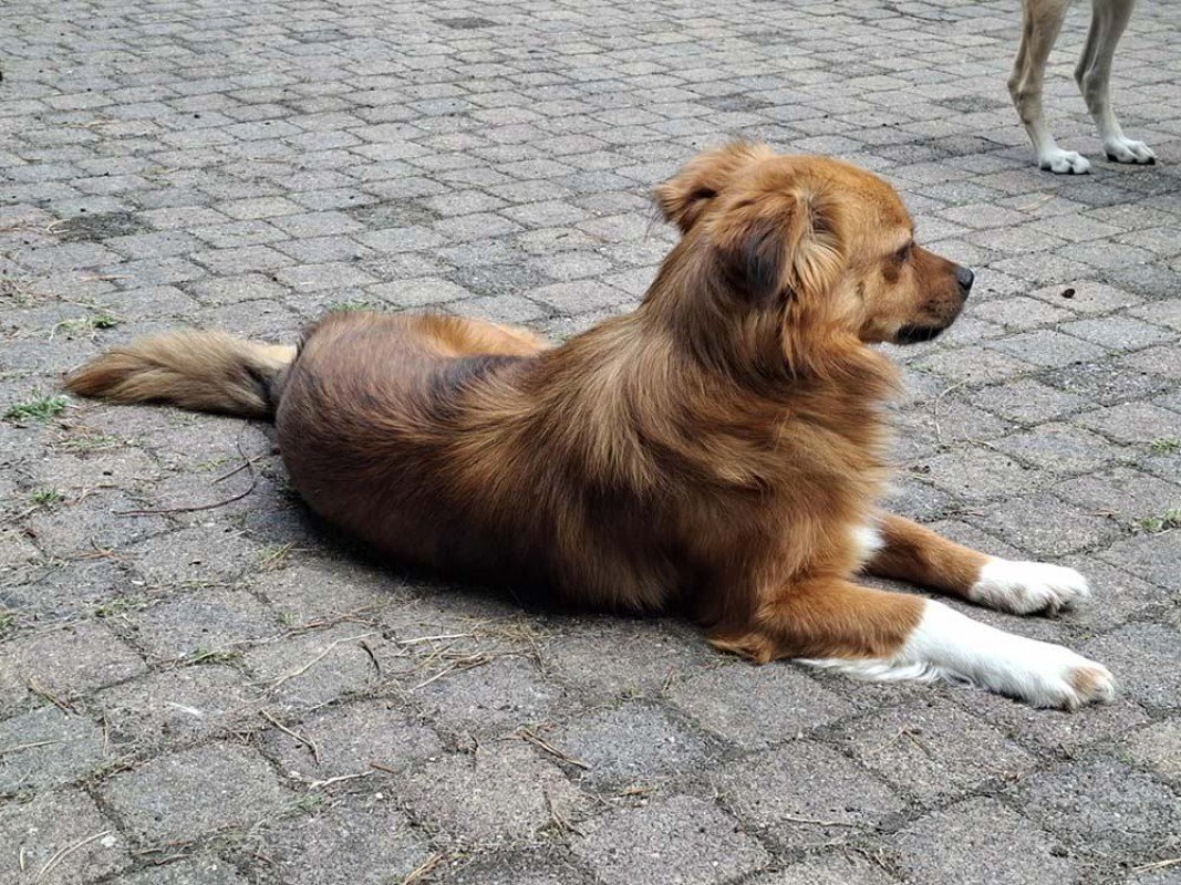 Oscar