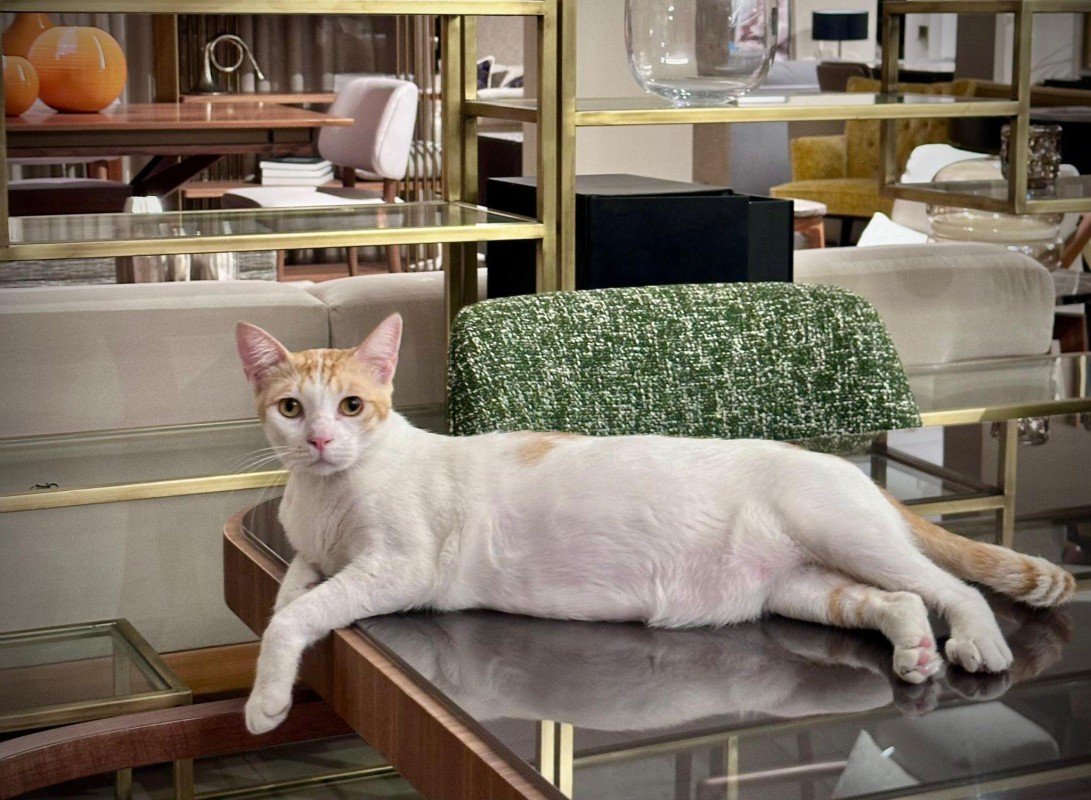 Zouzou
