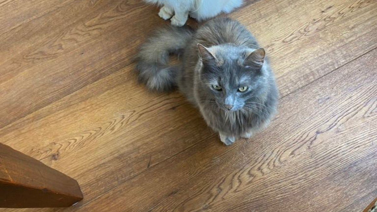 Frankie