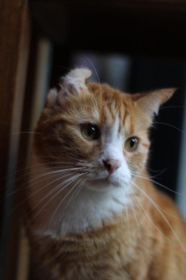 Simba