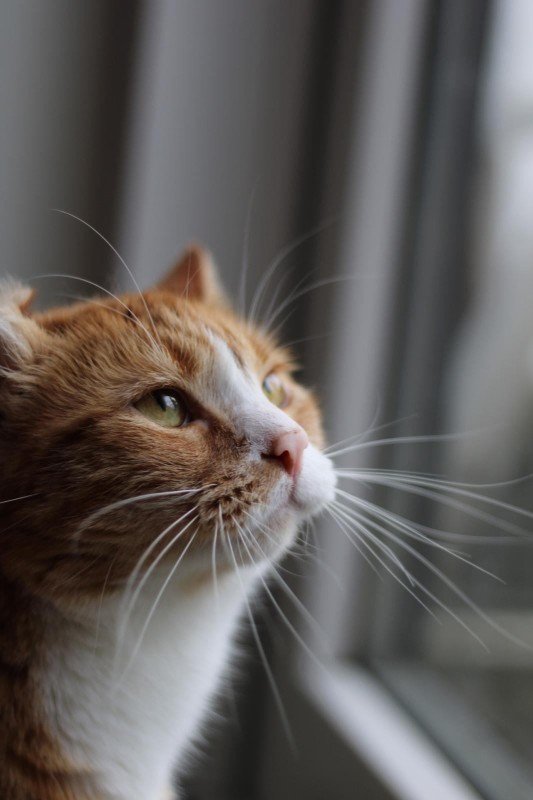 Simba
