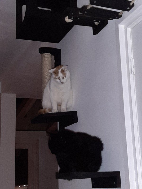 Rebel