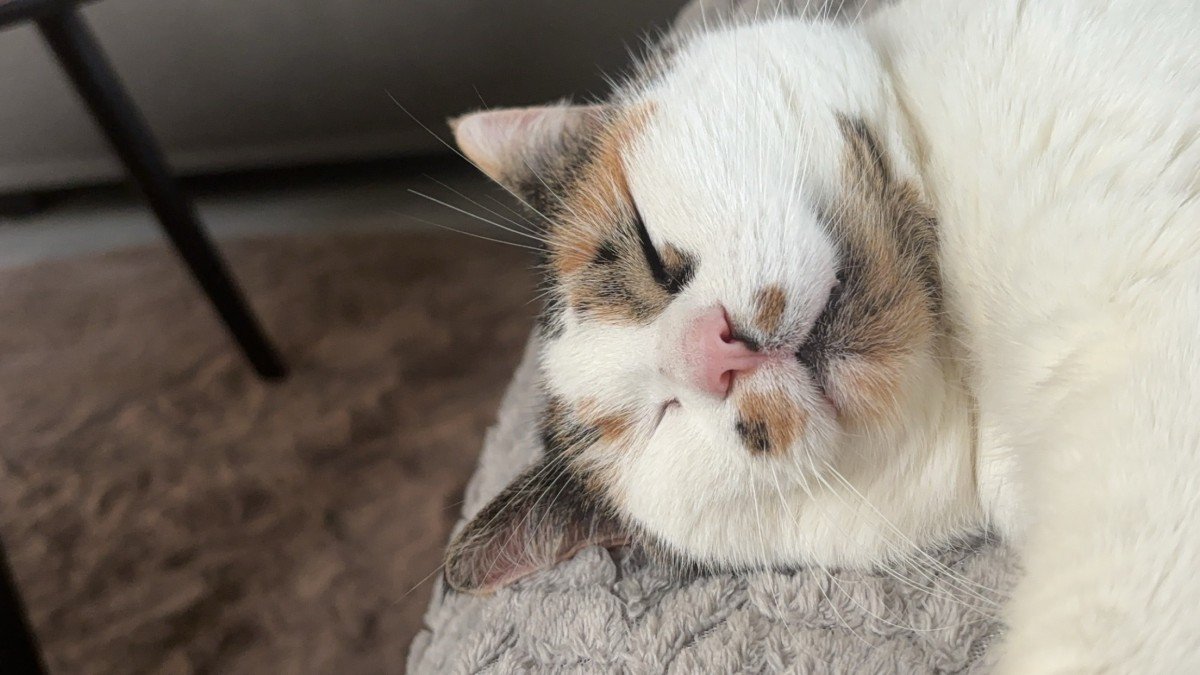 Fluffy
