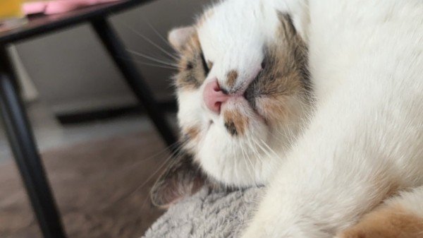Fluffy