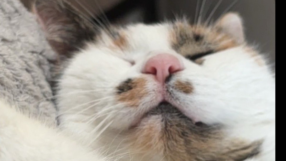 Fluffy