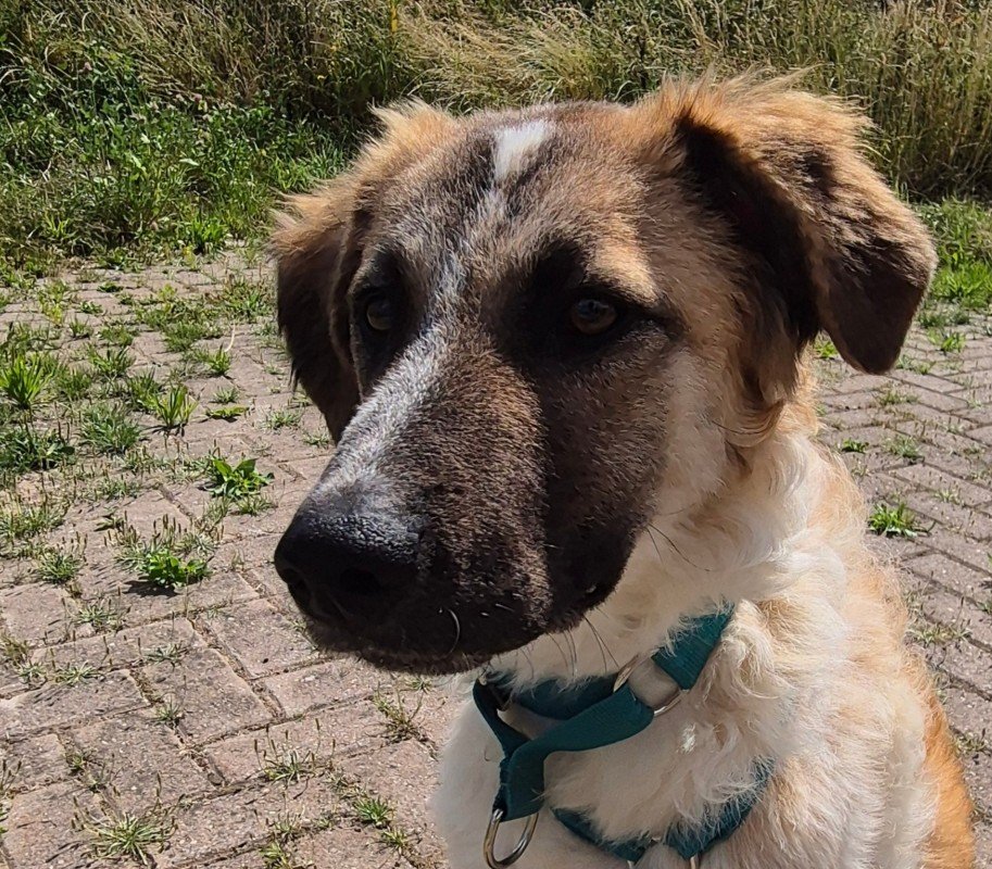 Greta