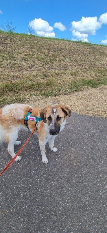 Greta