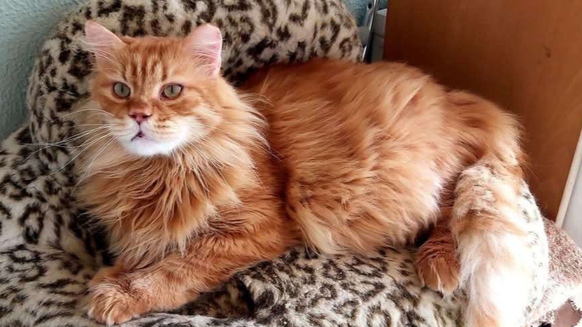 Garfield