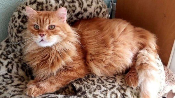 Garfield