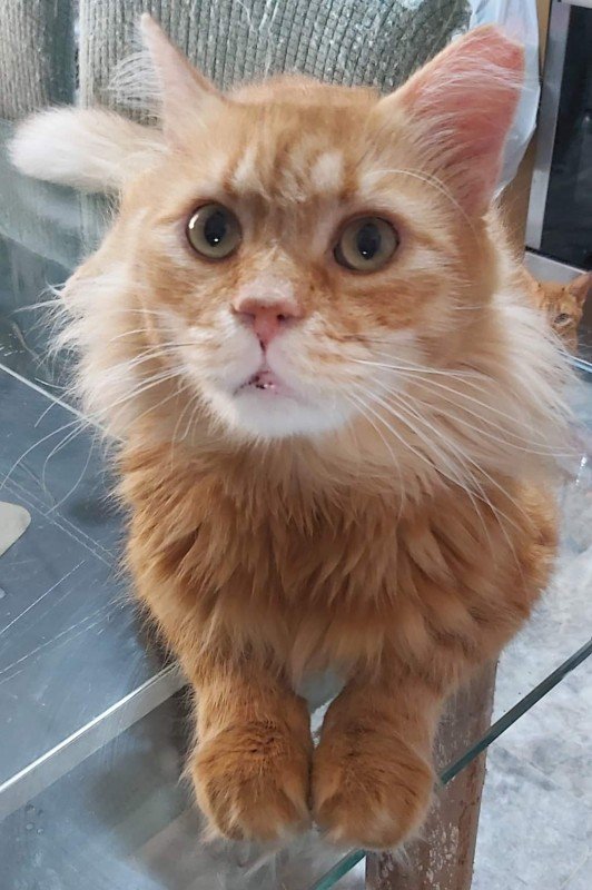 Garfield