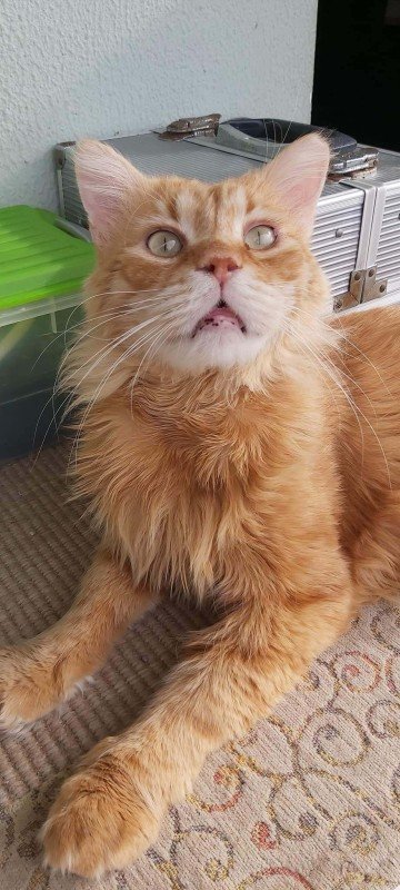 Garfield