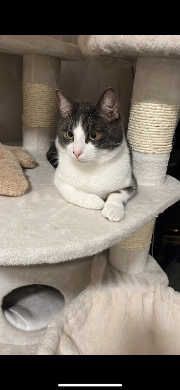 Lio