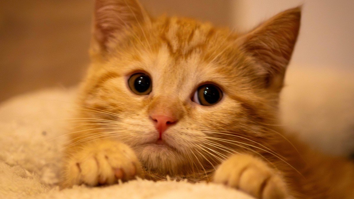 Carita