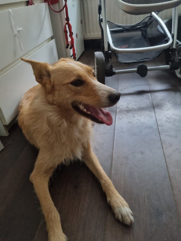 Nali