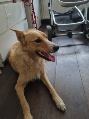 Nali