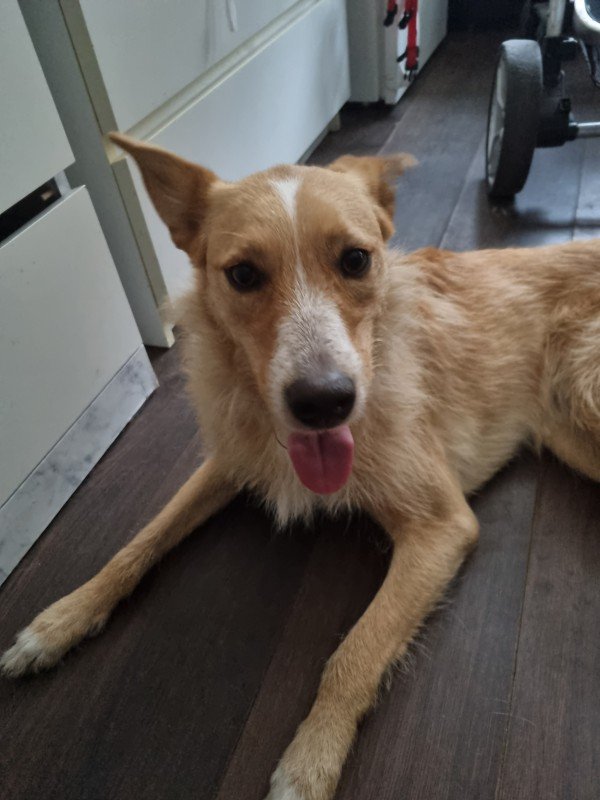 Nali